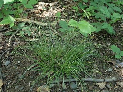 Carex remota, photographed by Daniel Cahen