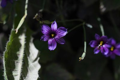 Sisyrinchium bellum, photographed by Jeremiah Degenhardt