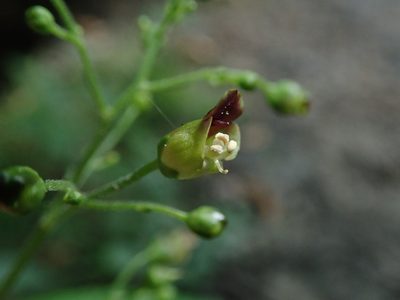 Scrophularia nodosa, photographed by Daniel Cahen