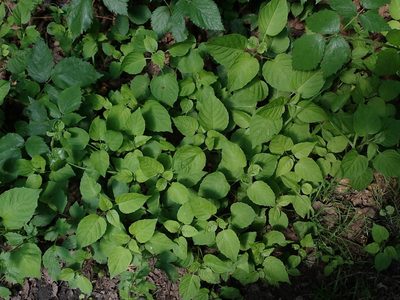 Circaea lutetiana, photographed by Daniel Cahen
