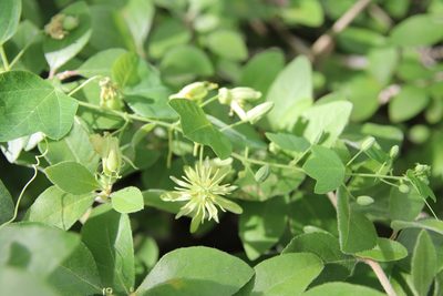 Passiflora lutea, photographed by samlutfy