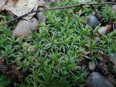 Atrichum undulatum, photographed by Daniel Cahen