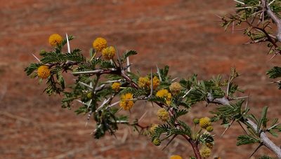 Vachellia erioloba, photographed by desertnaturalist