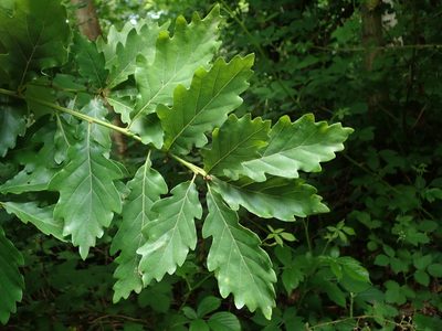 Quercus petraea, photographed by Daniel Cahen