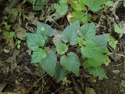 Viola reichenbachiana, photographed by Daniel Cahen