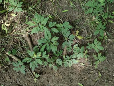 Anemonoides nemorosa, photographed by Daniel Cahen
