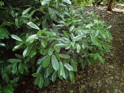 Prunus laurocerasus, photographed by Daniel Cahen