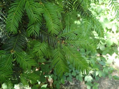 Taxus baccata, photographed by Daniel Cahen