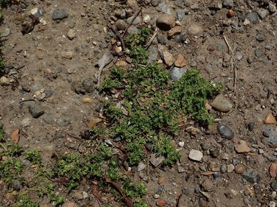 Lepidium didymum, photographed by Daniel Cahen