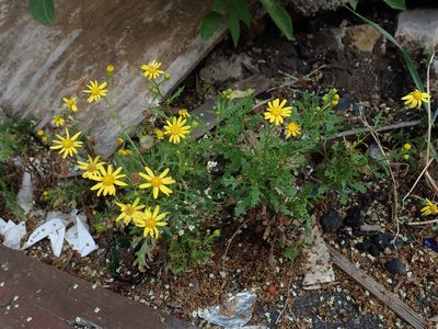 Senecio squalidus, photographed by Daniel Cahen