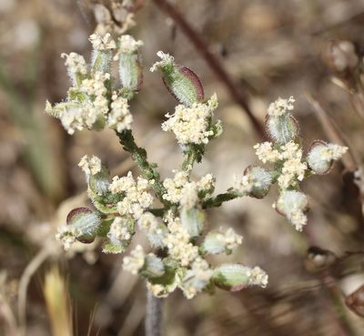 Lomatium dasycarpum