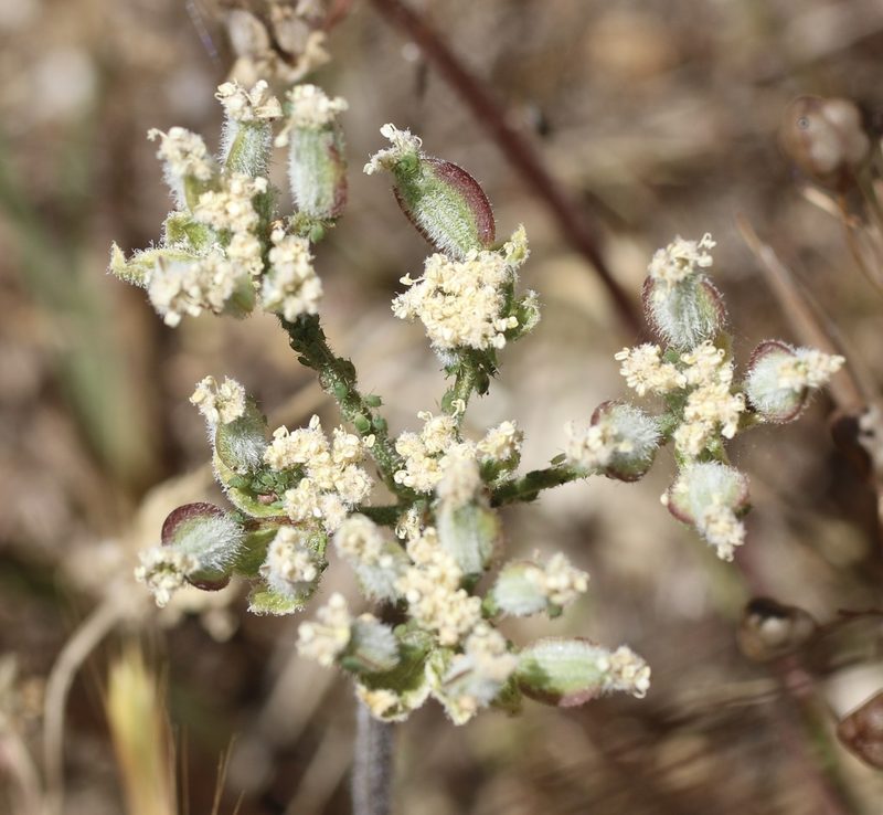 Lomatium dasycarpum, photographed by Cricket Raspet