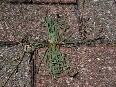 Plantago coronopus, photographed by Daniel Cahen