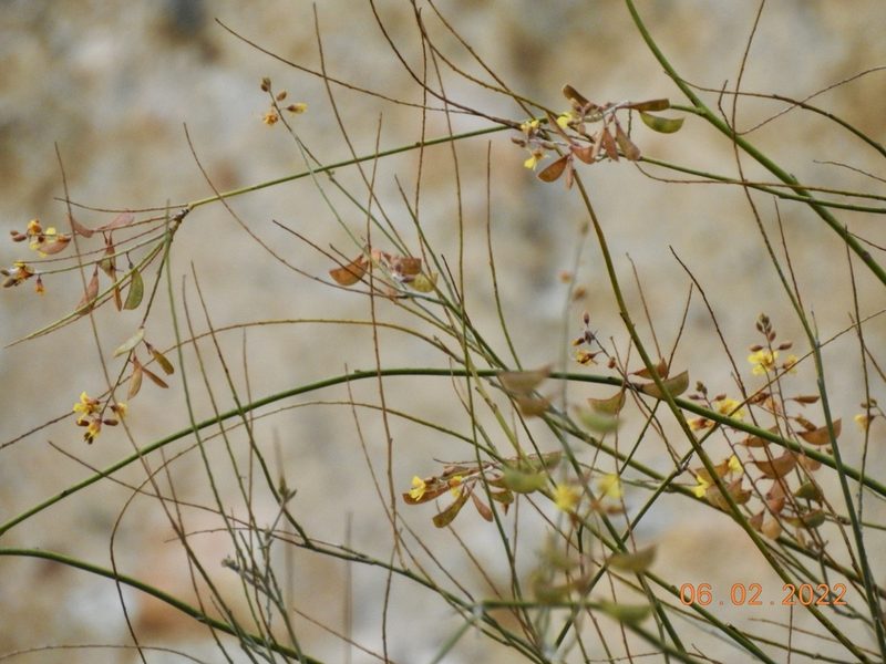 Hoffmannseggia microphylla, photographed by Diana