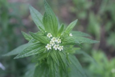 Lithospermum officinale, photographed by Michelle Norcéide