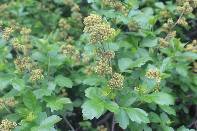 Rhus aromatica, photographed by Michelle Norcéide