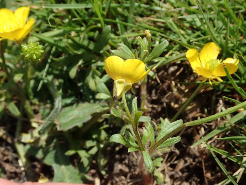 Ranunculus bulbosus, photographed by Daniel Cahen