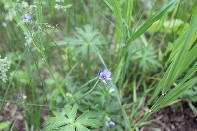 Sisyrinchium montanum, photographed by Michelle Norcéide