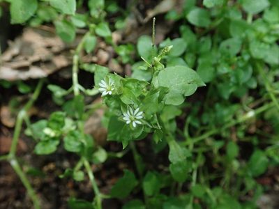 Stellaria media, photographed by Daniel Cahen