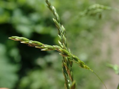 Poa trivialis, photographed by Daniel Cahen