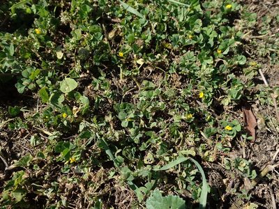Medicago arabica, photographed by Daniel Cahen