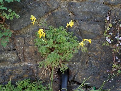 Pseudo-fumaria lutea, photographed by Daniel Cahen