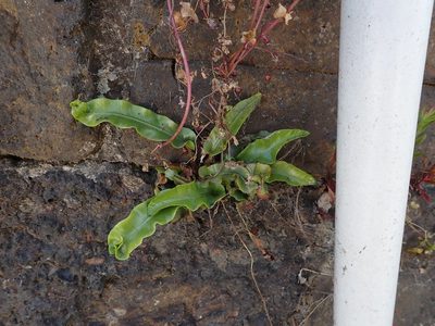 Asplenium scolopendrium, photographed by Daniel Cahen