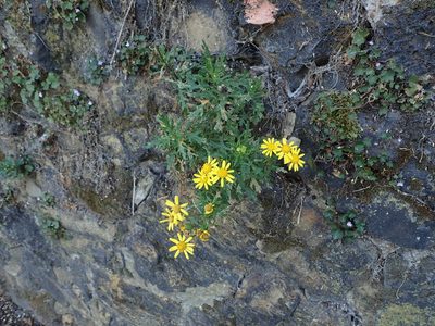 Senecio squalidus, photographed by Daniel Cahen