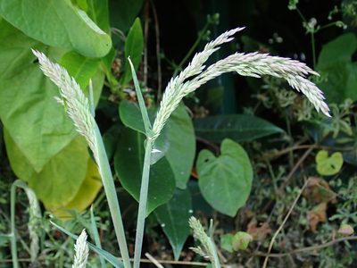 Holcus lanatus, photographed by Daniel Cahen