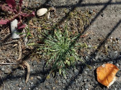 Plantago coronopus, photographed by Daniel Cahen