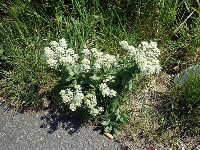 Lepidium draba, photographed by Daniel Cahen