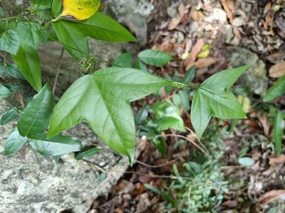 Passiflora suberosa, photographed by 五色鳥