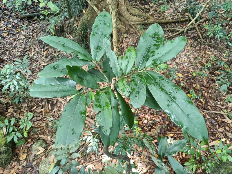 Diospyros blancoi, photographed by 五色鳥