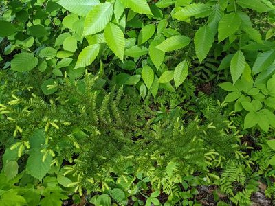 Taxus canadensis, photographed by Nick Kleinschmidt