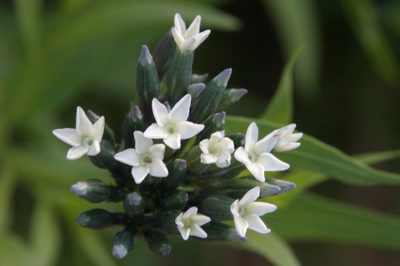 Amsonia palmeri, photographed by Cindy Bell