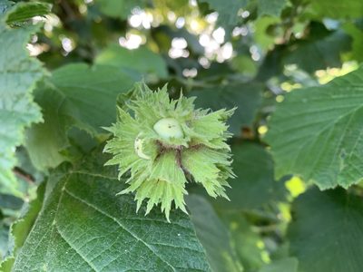 Corylus avellana, photographed by Corinne Benavides