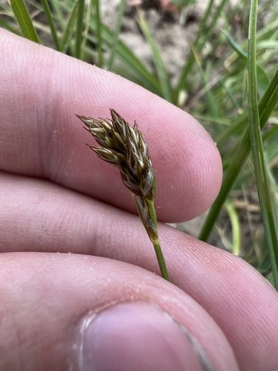 Carex douglasii, photographed by Jared Shorma