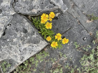 Tetraneuris herbacea