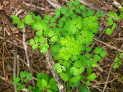 Thalictrum occidentale, photographed by Lauren Bosch