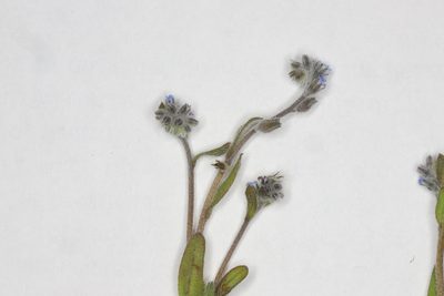 Myosotis stricta, photographed by Allan Harris
