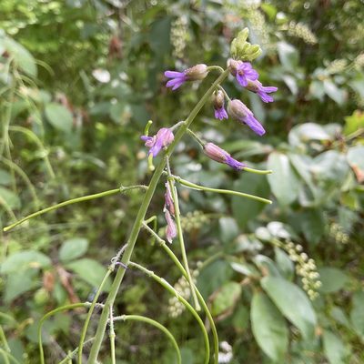 Boechera pauciflora, photographed by Daryl Nolan