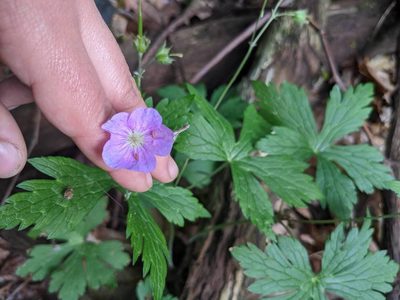 Geranium maculatum, photographed by Brittany