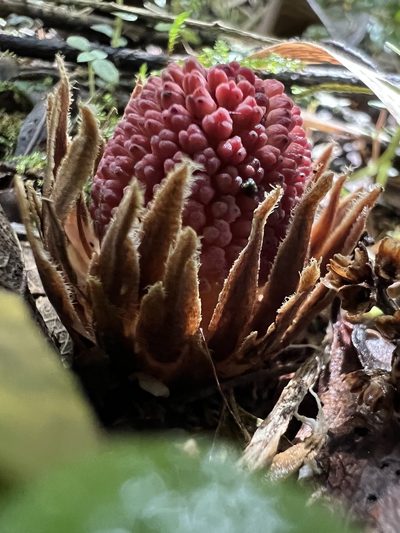 Langsdorffia hypogaea, photographed by Nicolás Baresch Uribe