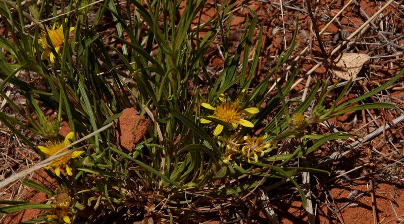 Geigeria ornativa, photographed by desertnaturalist