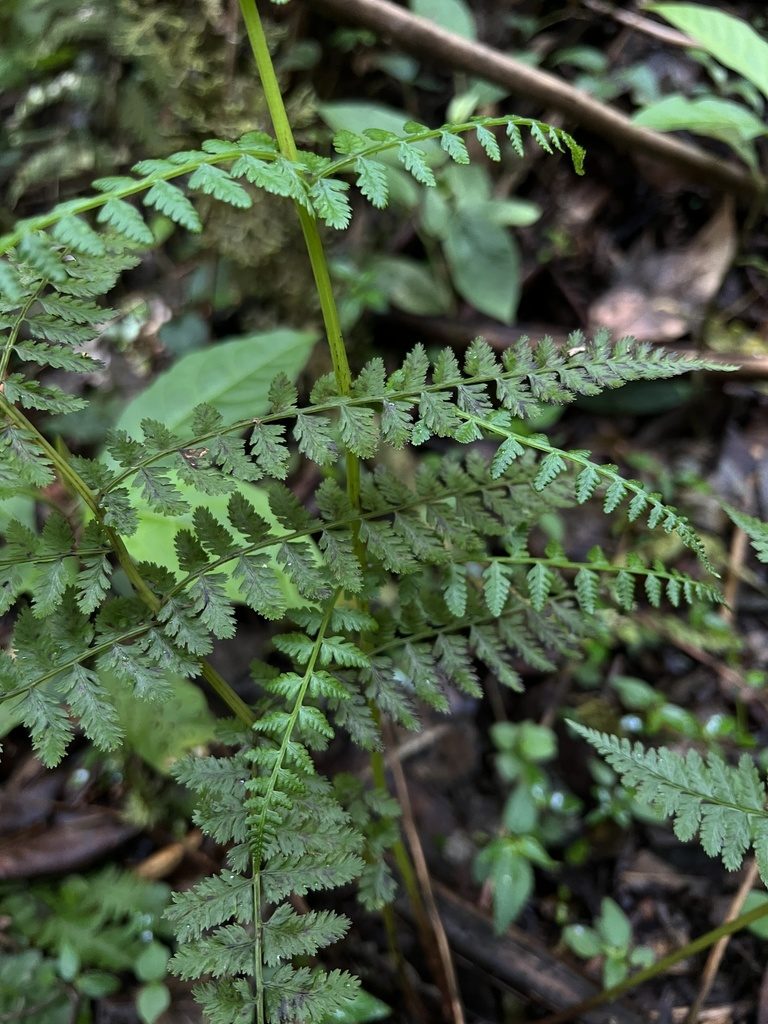 Athyrium dombeyi, photographed by Nicolás Baresch Uribe