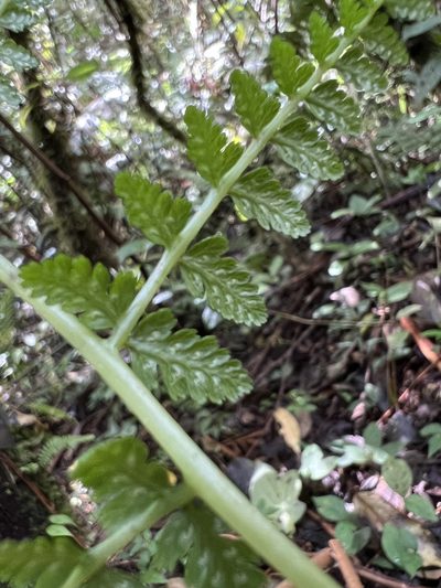 Athyrium dombeyi, photographed by Nicolás Baresch Uribe