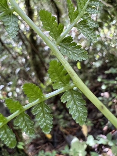 Athyrium dombeyi, photographed by Nicolás Baresch Uribe