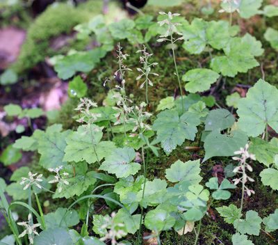 Tiarella stolonifera, photographed by Trix Niernberger