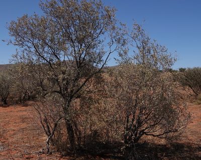 Vachellia haematoxylon, photographed by desertnaturalist
