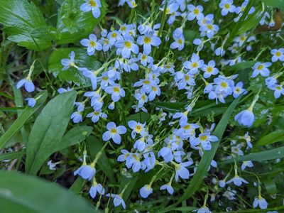 Houstonia caerulea, photographed by Nick Kleinschmidt